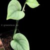 Rare Scindapsus Green Vein