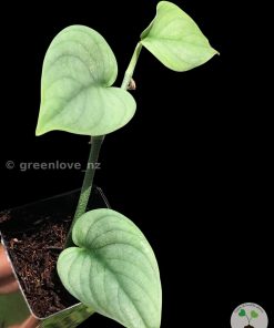 Rare Scindapsus Green Vein