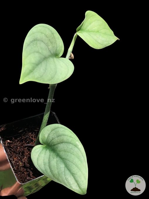 Rare Scindapsus Green Vein