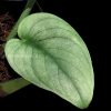 Rare Scindapsus Green Vein
