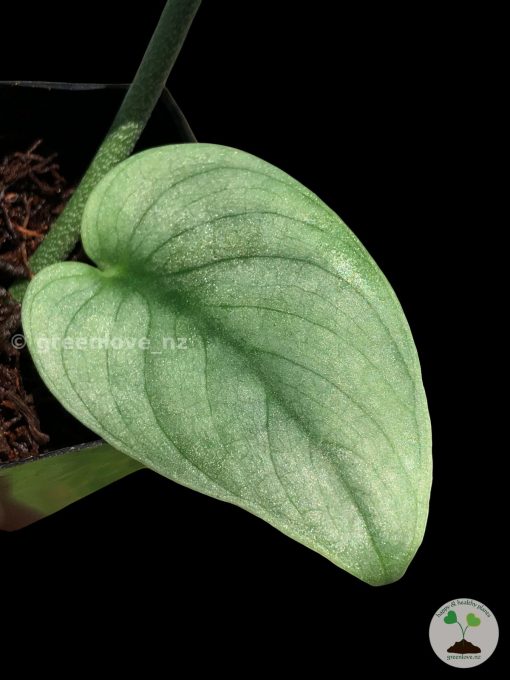 Rare Scindapsus Green Vein
