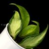 hoya fishtail inner variegated @greenlove_nz