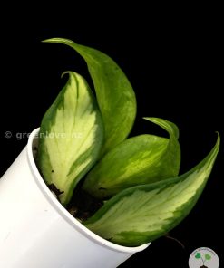 hoya fishtail inner variegated @greenlove_nz