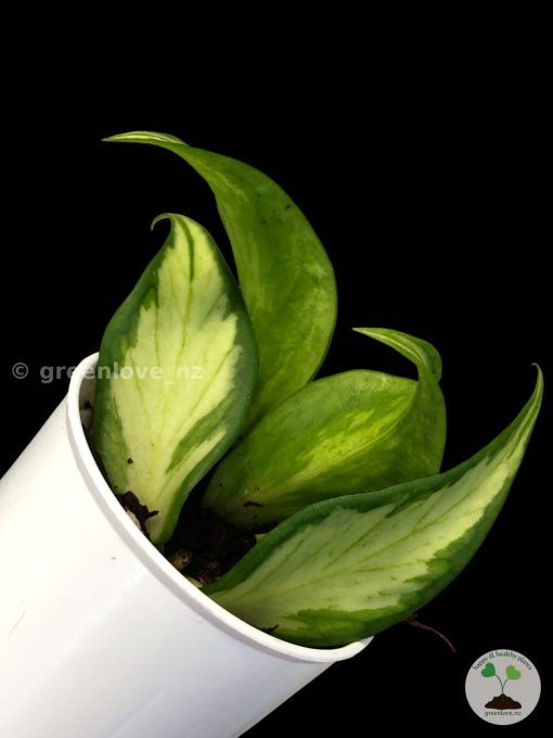 hoya fishtail inner variegated @greenlove_nz