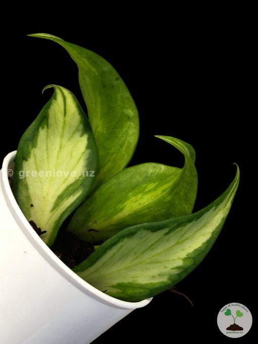 hoya polyneura inner variegated @greenlove_nz