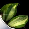 Hoya fishtail inner variegated