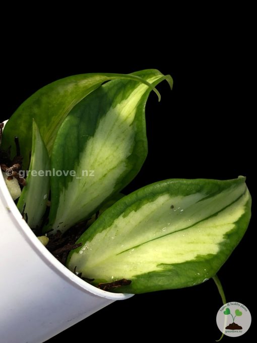 Hoya fishtail inner variegated