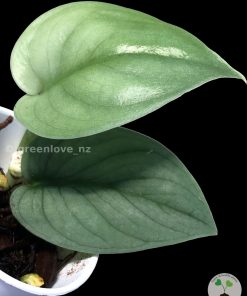 Rare Scindapsus Green Vein