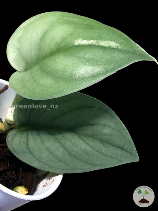 Rare Scindapsus Green Vein