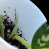 Rare Scindapsus Majika