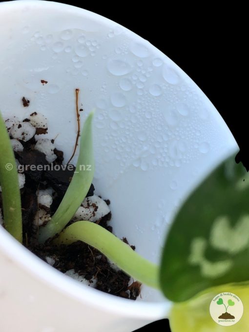 Rare Scindapsus Majika