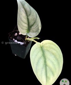 Rare Scindapsus Green Vein