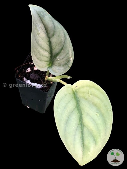 Rare Scindapsus Green Vein
