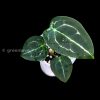 Anthurium Forgetii Silver X Forgetii Dark