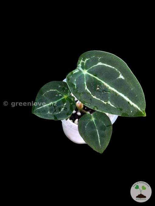 Anthurium Forgetii Silver X Forgetii Dark