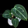 Anthurium Forgetii Silver X Forgetii Dark