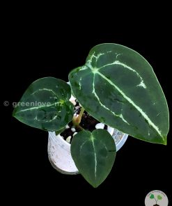 Anthurium Forgetii Silver X Forgetii Dark