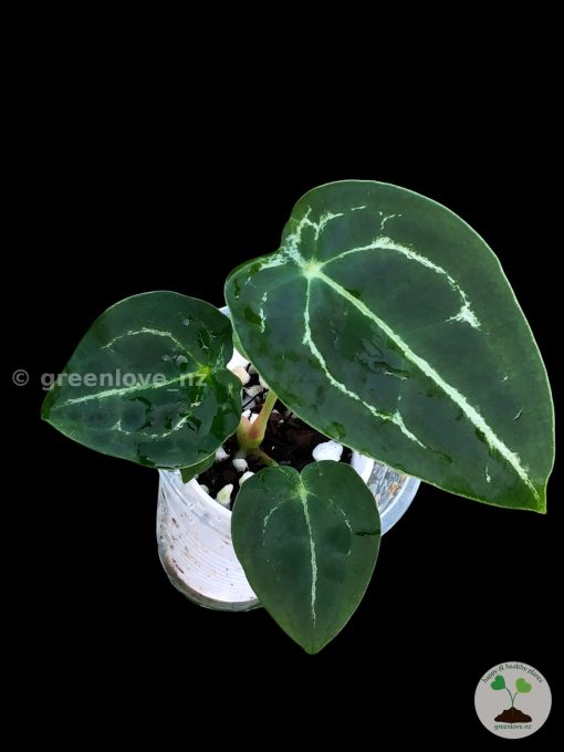 Anthurium Forgetii Silver X Forgetii Dark