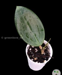 Hoya Suet Jade plant at @greenlove_nz
