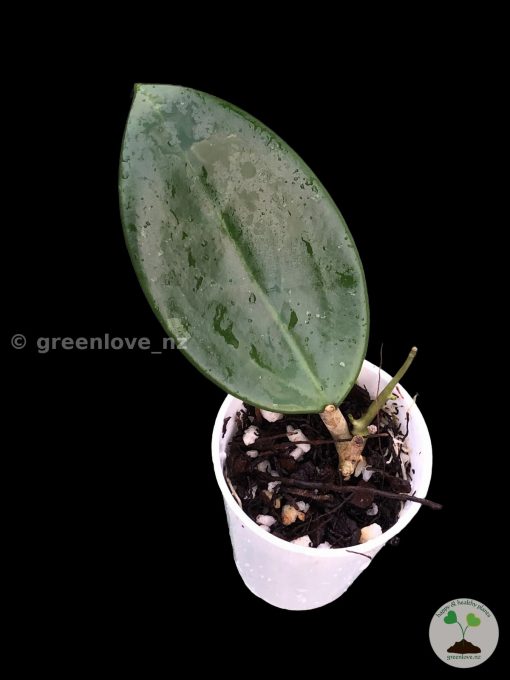Hoya Suet Jade plant at @greenlove_nz