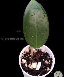 Hoya Suet Jade | Plant A