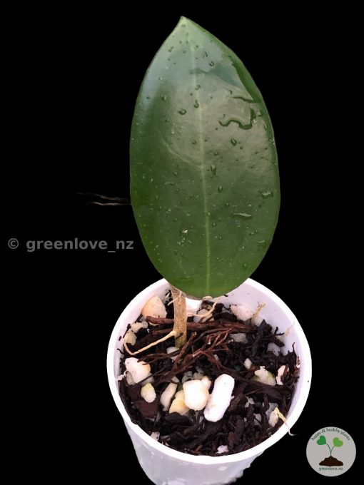 Hoya Suet Jade | Plant A