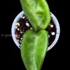Hoya clinton at @greenlove_nz