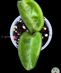 Hoya clinton at @greenlove_nz
