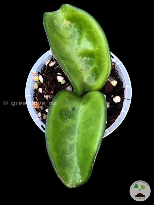 Hoya clinton at @greenlove_nz