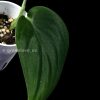Rare Scindapsus Black Satin (Clone 2)