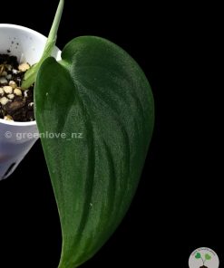 Rare Scindapsus Black Satin (Clone 2)