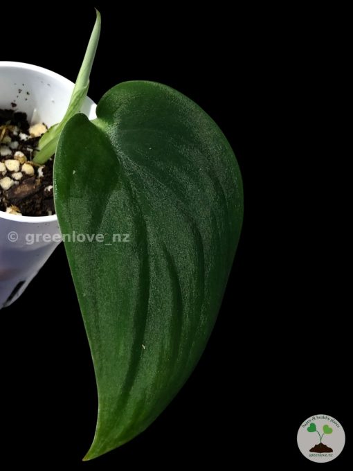 Rare Scindapsus Black Satin (Clone 2)