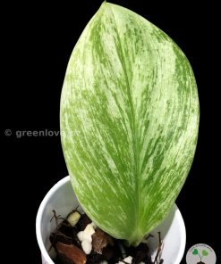 Scindapsus Treubii "superstar"