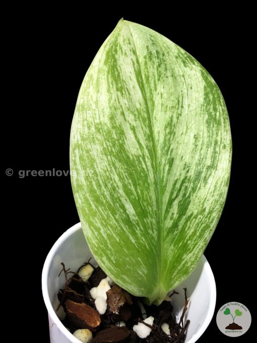 Scindapsus Treubii "superstar"