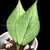 Hoya fishtail full silver