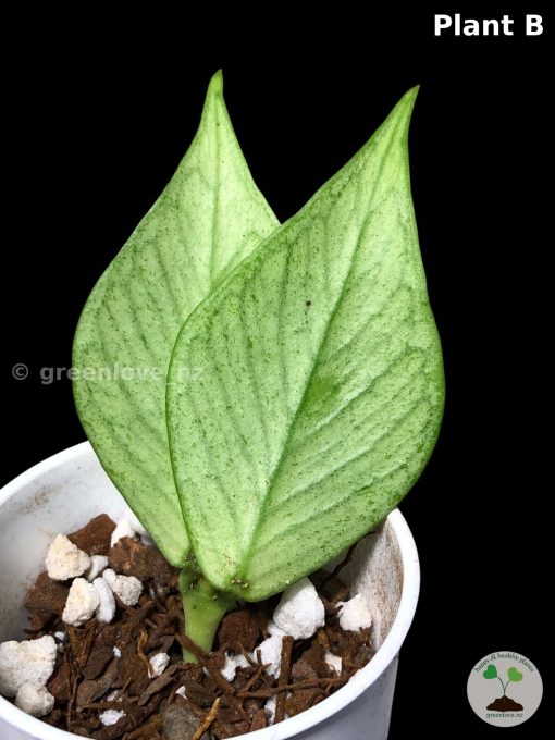 Hoya fishtail full silver