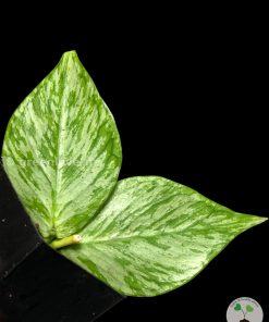 Hoya fishtail silver (Broget) | Plant C