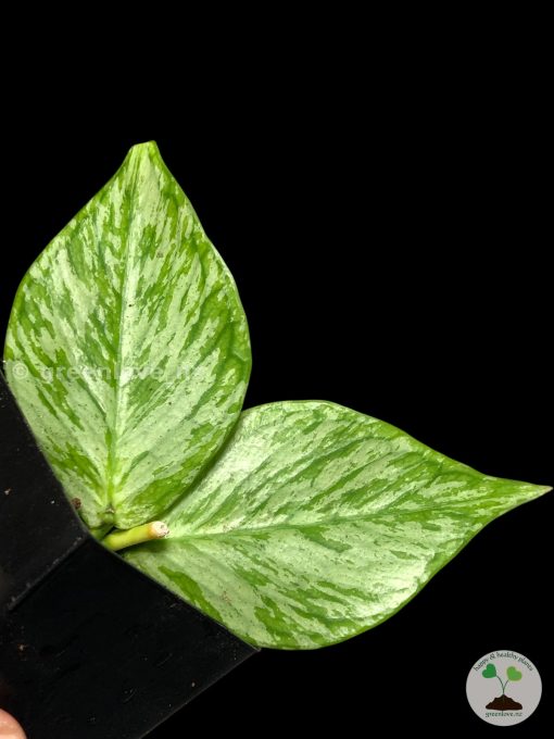 Hoya fishtail silver (Broget) | Plant C