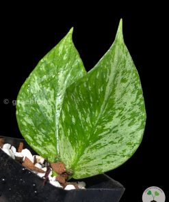 Hoya fishtail silver (Broget) | Plant B