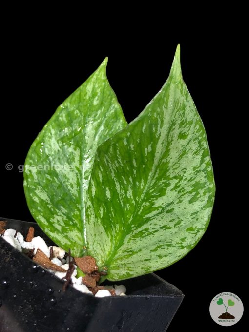 Hoya fishtail silver (Broget) | Plant B