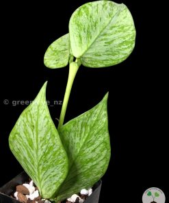 Hoya fishtail silver (Broget) | Plant A