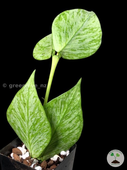 Hoya fishtail silver (Broget) | Plant A