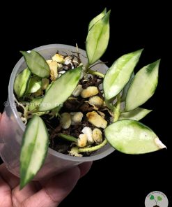 Hoya lacunosa variegated | Plant C