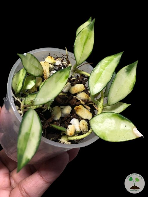 Hoya lacunosa variegated | Plant C