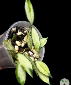 Hoya lacunosa variegated | Plant D