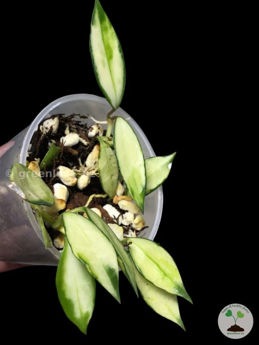 Hoya lacunosa variegated | Plant D