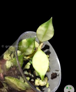 Hoya lacunosa variegated | Plant A