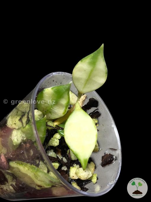 Hoya lacunosa variegated | Plant A