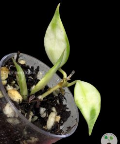 Hoya lacunosa variegated | Plant B