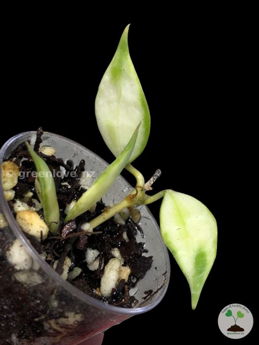 Hoya lacunosa variegated | Plant B